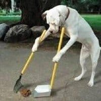 Dog Picks Up Own Poop