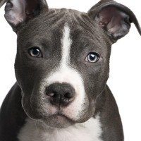 Pit bull therapy dog