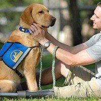 Service dog with owner