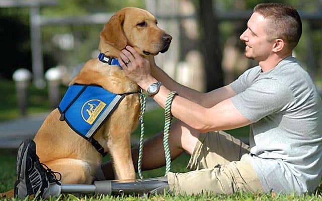 Service dog with owner