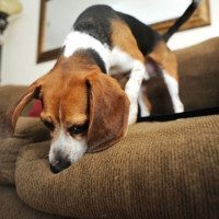 Bedbug sniffing beagle