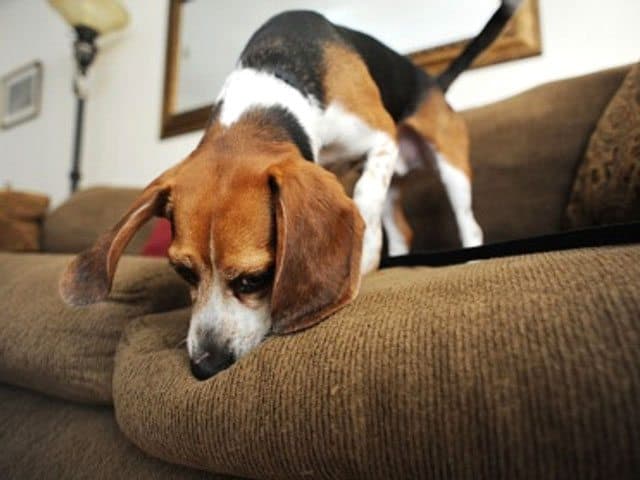 Bedbug sniffing beagle