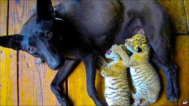 Momma Dog and Liger Cubs