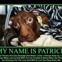 Patrick the Miracle Dog
