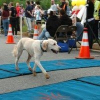 Maryland Marathon Dog
