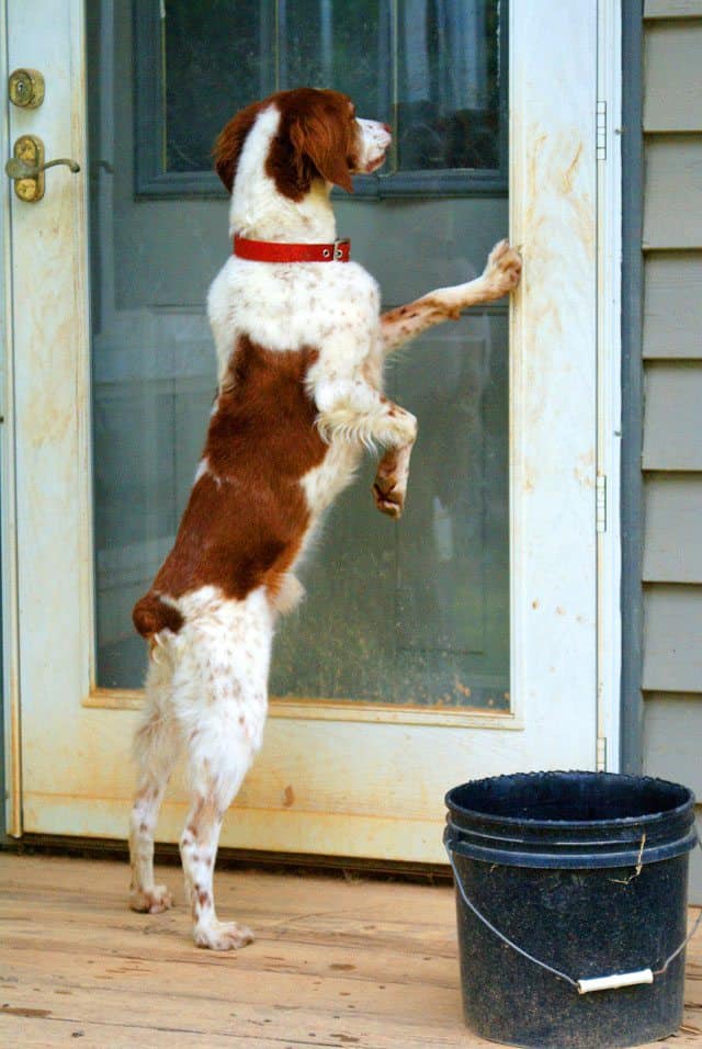 Photo: Brittany Spaniel Beau by Sheley Revis of Charlotte, NC.