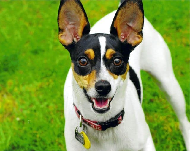 Photo: Elli, a four year old Rat Terrier.