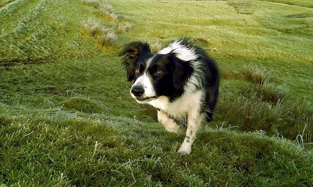 Photo of Miki by Louise McHugh of UK Cumbria