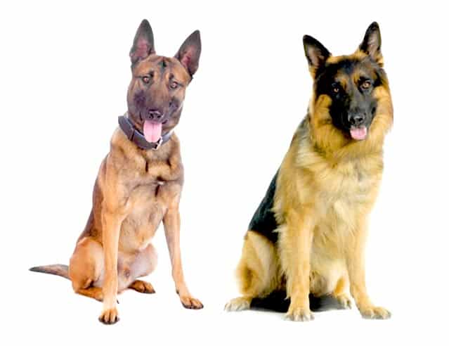 File Photo: Belgian Malinois on left, German Shepherd on right.