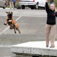 Record Breaking Canine Jumper