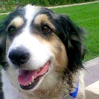 Malta Dog Passes Away