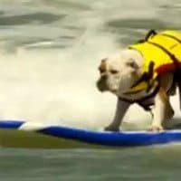 Surf dog Cali