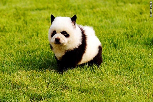 China Panda Dog