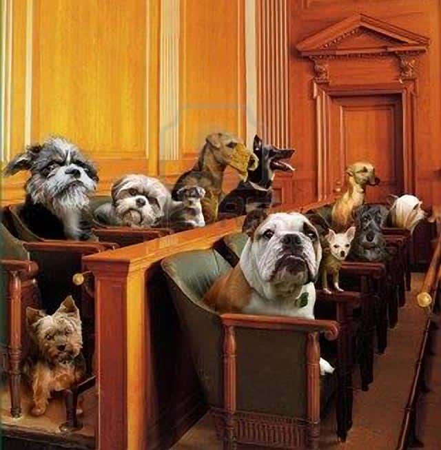 Court Dogs