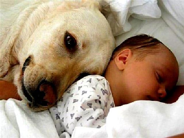 Dog Loves Baby