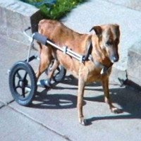Lucky in his wheelchair