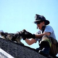 Firefighters Save Dog On Roof