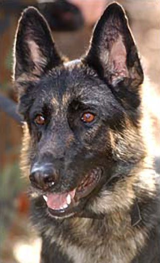 WTC SAR Dog Morgan Passes Away