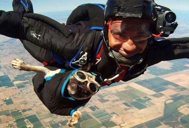 Otis parachute jumping dog 1