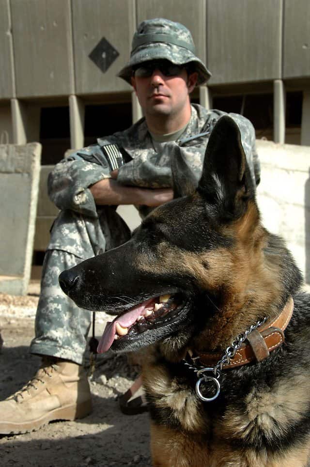 Bomb Detection Army Dogs