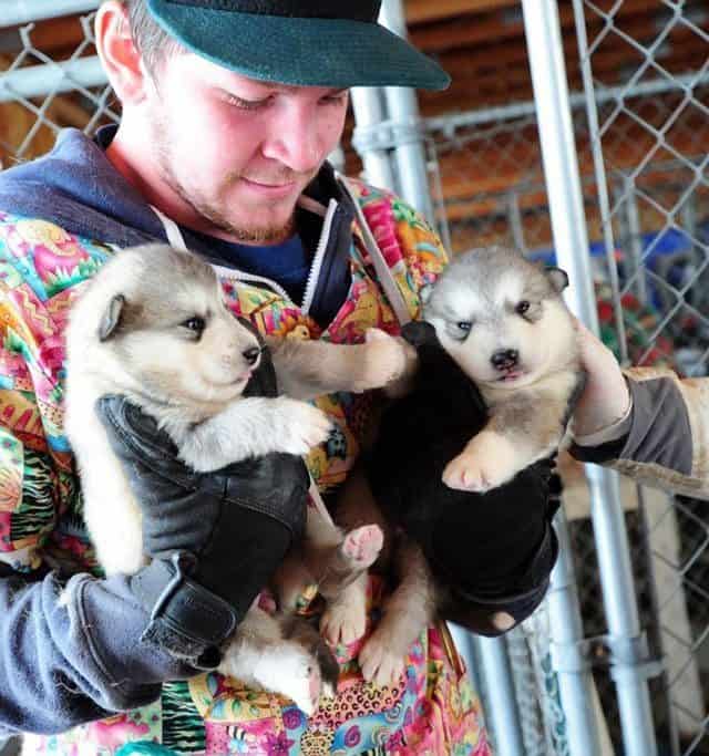 Malamute puppies rescued from montana puppy mill