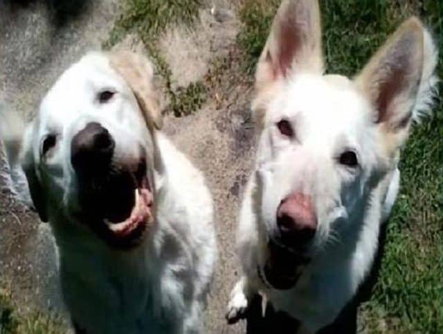Two dogs that Patrick Caleb Land, 25, pleaded guilty to killing.