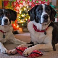 Max & Remy wish everyone a Merry Christmas!