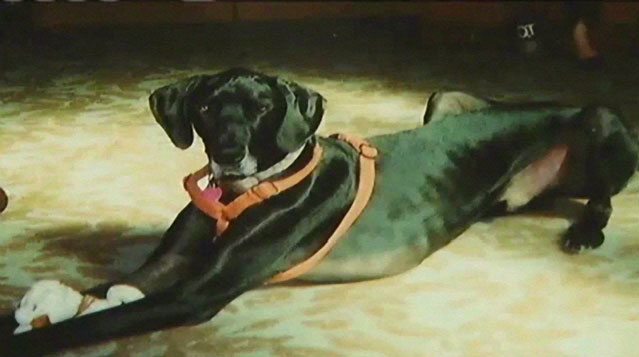 Great Dane Saves Woman From Domestic Abuse