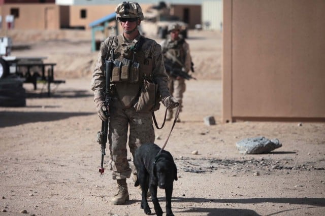 Photo of Rodeo, a Military Working Dog with 1st Battalion 5th Marines by Cpl Logan W. Pierce