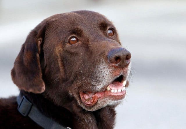 Retired Miami-Dade Narcotics Detector Dog, Franky