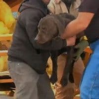 Dog pulled from explosion