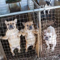 North Carolina Puppy Mill Raid