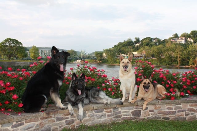 Photo of (L/R) Rio, Cash, Jayde and Rookie.