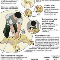 Saving Your Pet With CPR