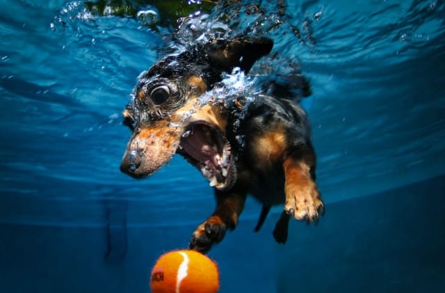 Seth Casteel Underwater Dog 004