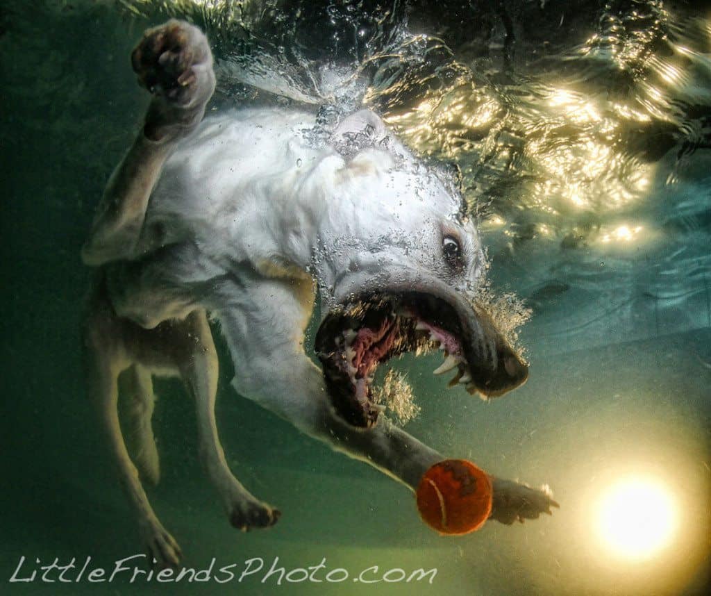 Seth Casteel Underwater Dog 009