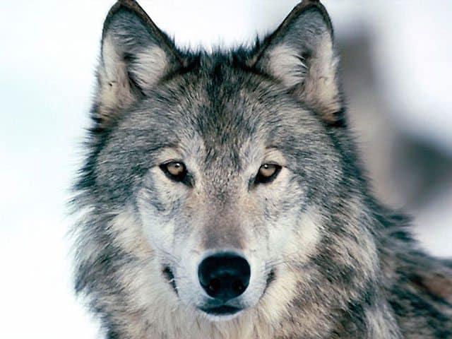 The beautiful Gray Wolf of North America.