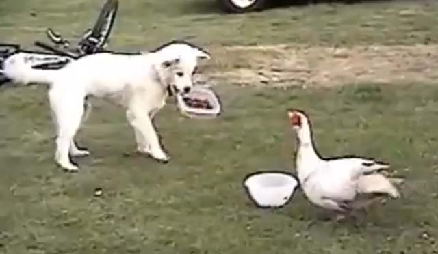 Dog defends dog bowl from Duck.