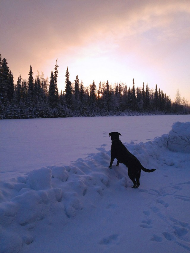 Photo of Sheba by Nanci Crisp of Soldotna, Alaska.
