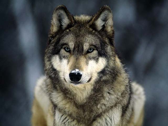 The North American Grey Wolf.