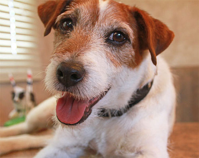 Uggie The Jack Russell Is Back With A New Job!