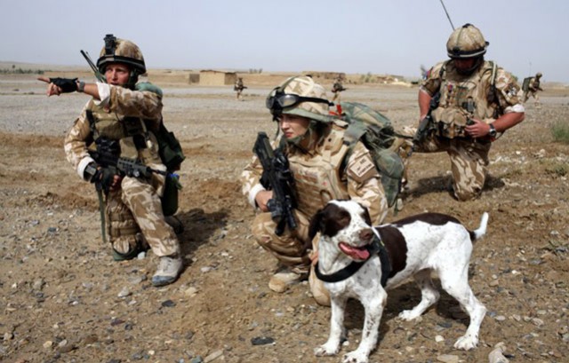 British War Dog