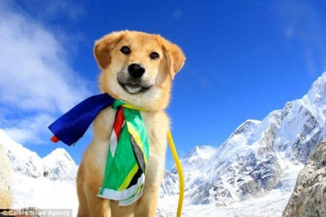 A puppy rescued from the depths of a dump in India now ascends to a base camp on Mount Everest.