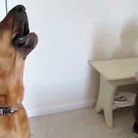 Hound and Toddler Sing The Blues