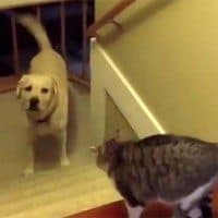 Cat won't let dog pass