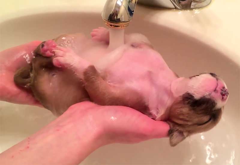 Tiny Puppy Enjoys Bath