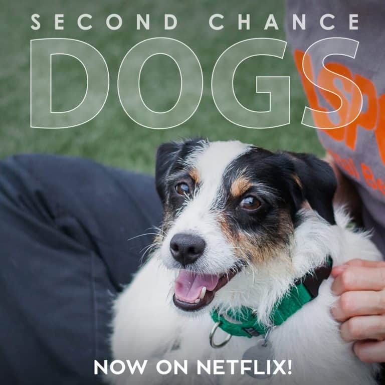 Second Chance Dogs Documentary