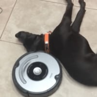 Lazy Dog VS. Roomba!